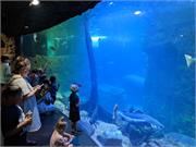 Aquarium2021-074