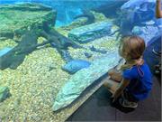 Aquarium2021-079