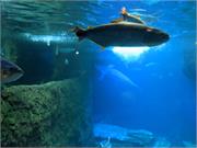 Aquarium2021-080