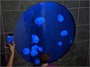 Aquarium2021-086