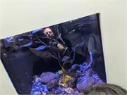 Aquarium2021-087