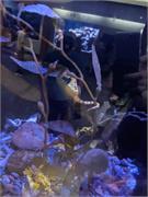 Aquarium2021-088