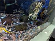 Aquarium2021-093