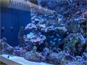 Aquarium2021-095