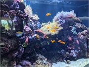 Aquarium2021-100