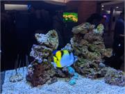 Aquarium2021-102