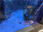 Aquarium2021-106