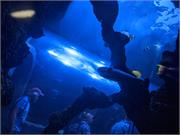 Aquarium2021-111