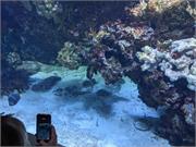 Aquarium2021-113