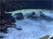 Aquarium2021-114