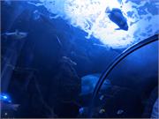 Aquarium2021-117