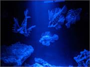 Aquarium2021-139